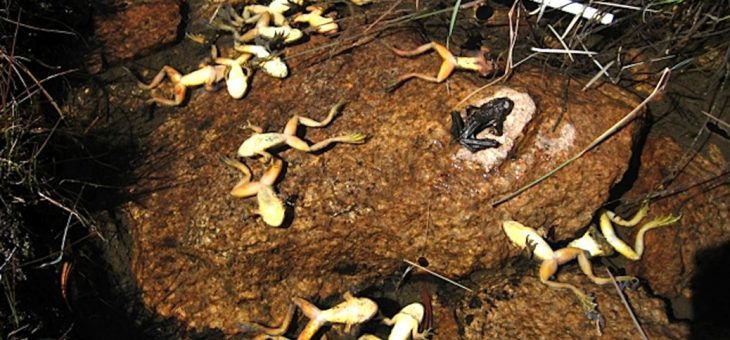 Naturaleza y Fauna amenazadas, «hongo Quitridio».